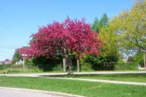 Photo of Roywood Park